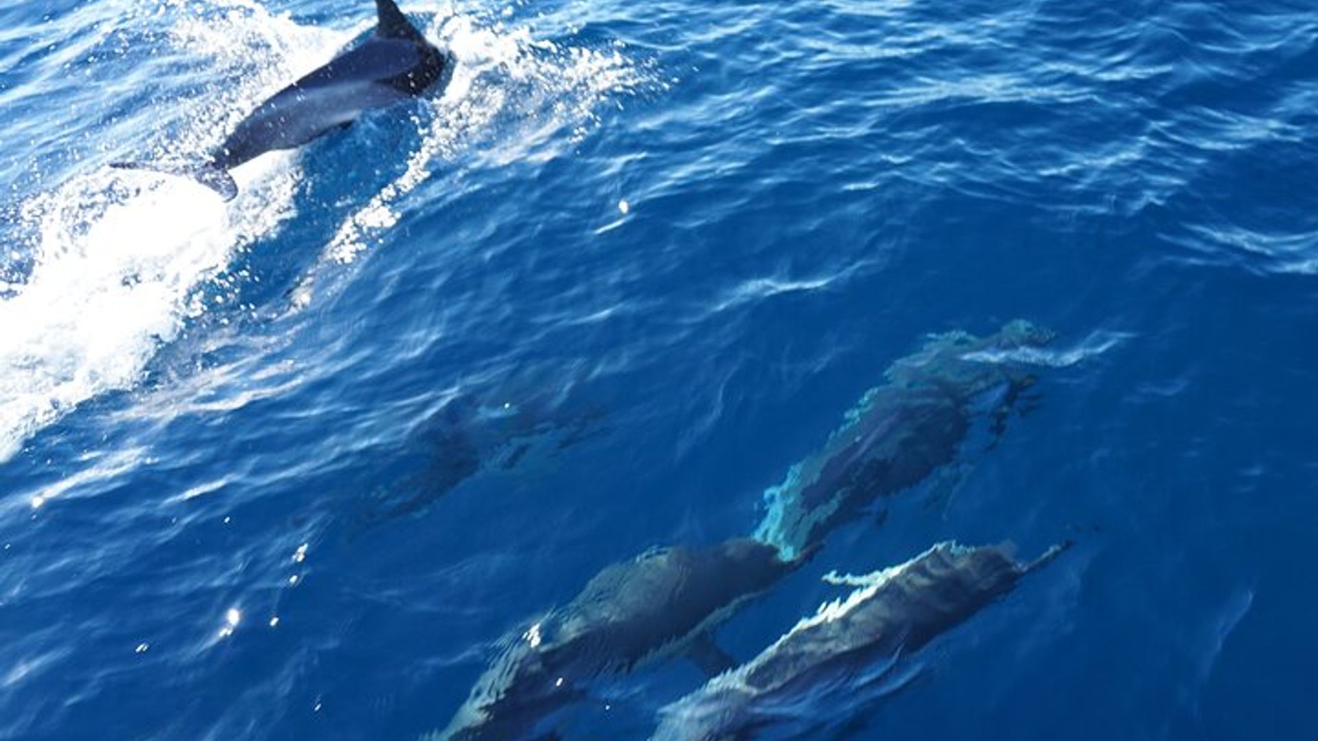 Santa Maria Small-Group Half-Day Sailing Trip