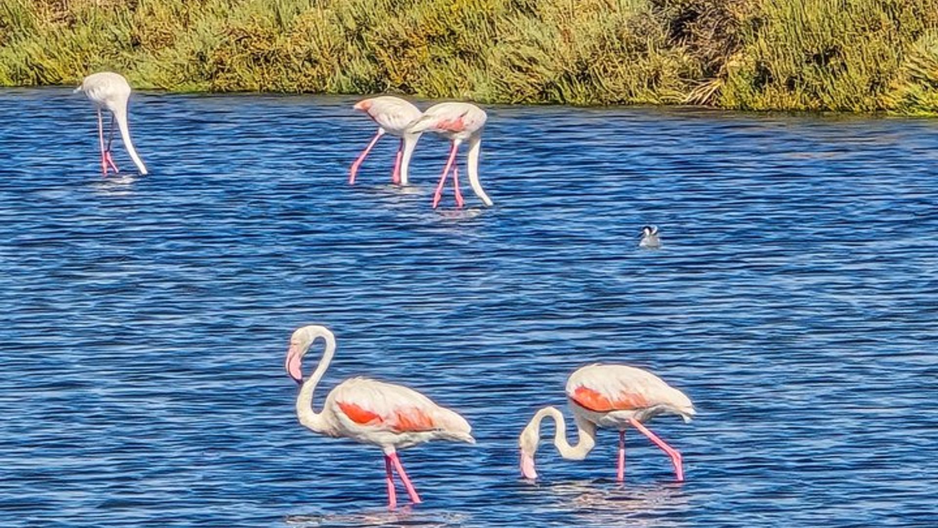 Tour privado de observación de aves en Ría Formosa