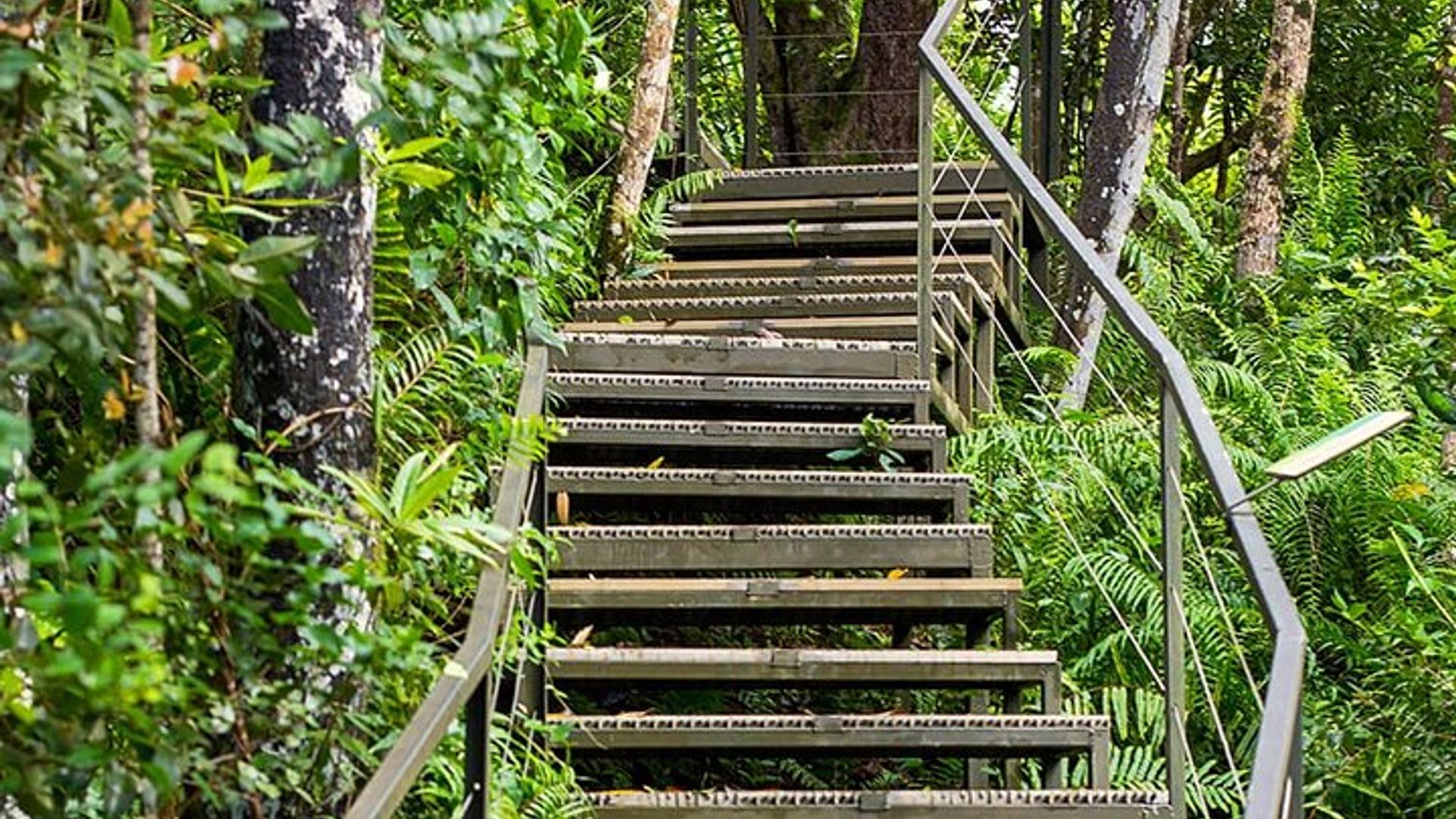 Wild South with Waterfalls & Rare Exotic Viewpoints with Lunch