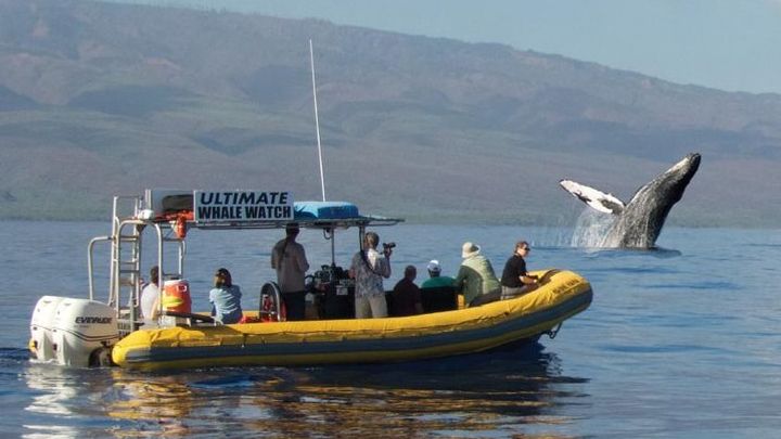 Maui: Ultimate Whale Watch from Lahaina