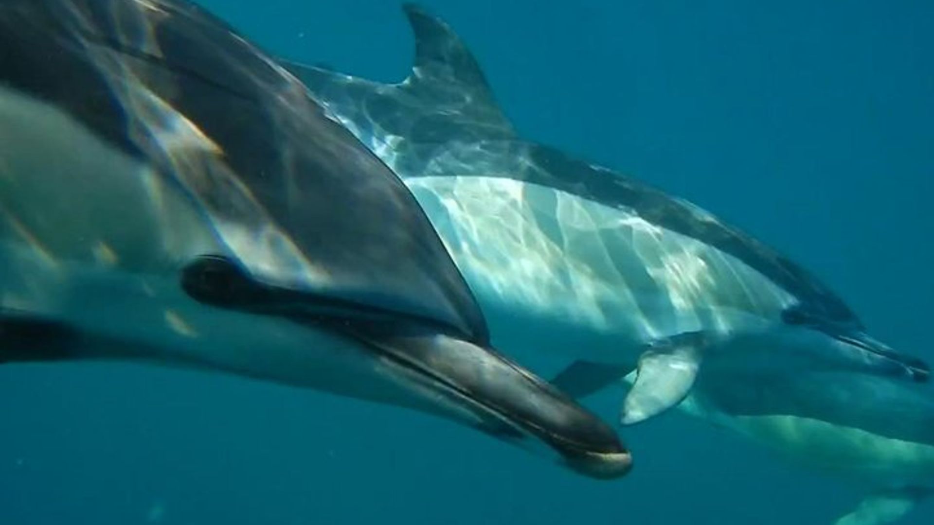 Crucero de avistamiento de delfines para grupos pequeños en Lisboa