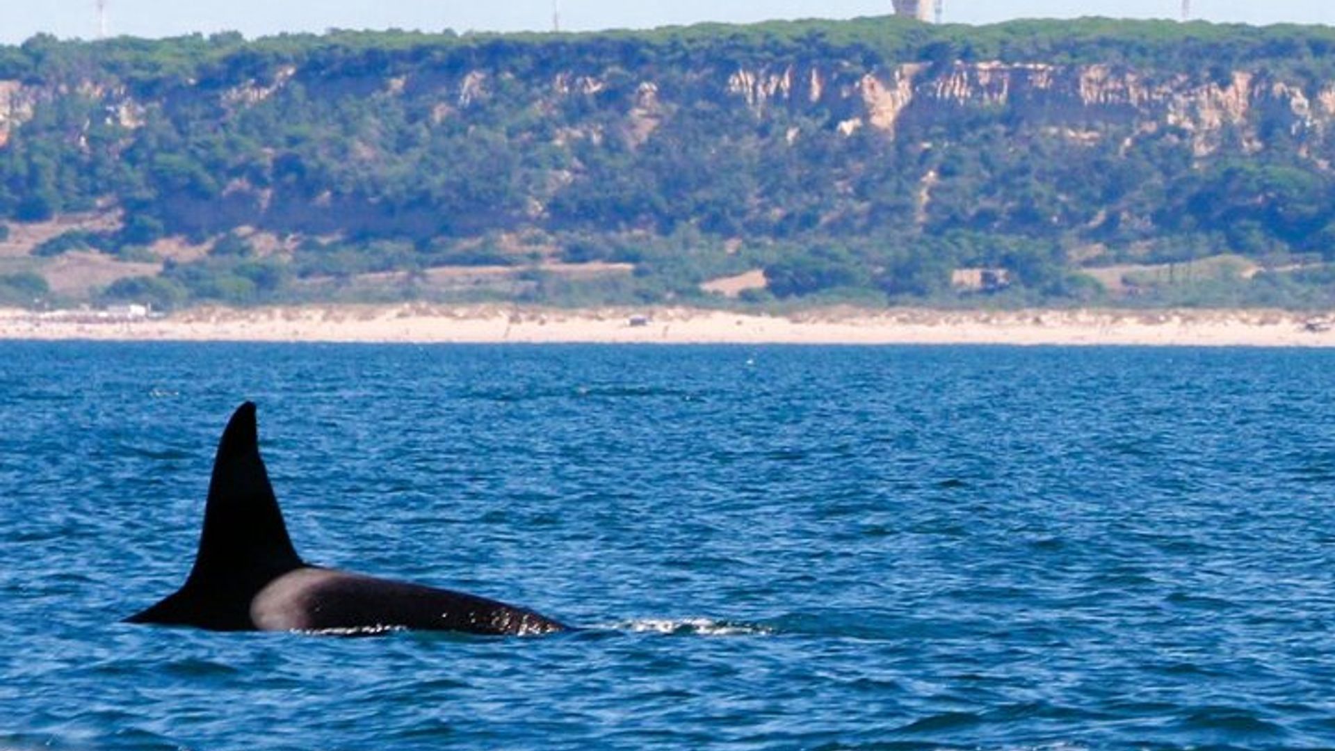 Lissabon: Delfinbeobachtungskreuzfahrt in kleiner Gruppe