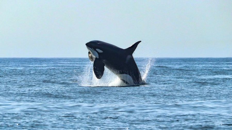 Faro Small-Group Dolphin-Watching Tour