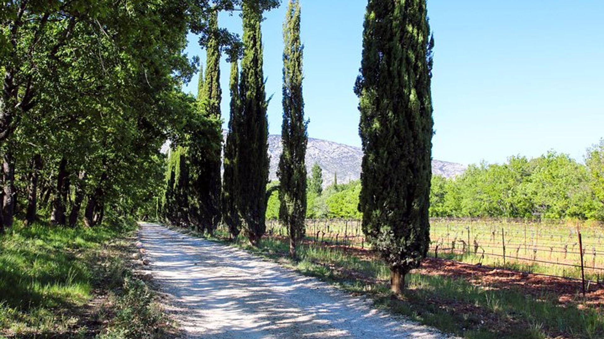 Provence Food and Wine Tour with a Private Guide