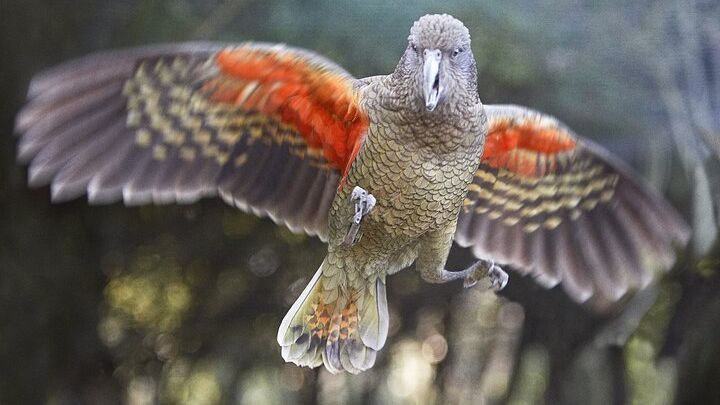 Willowbank Wildlife Reserve Day Entry