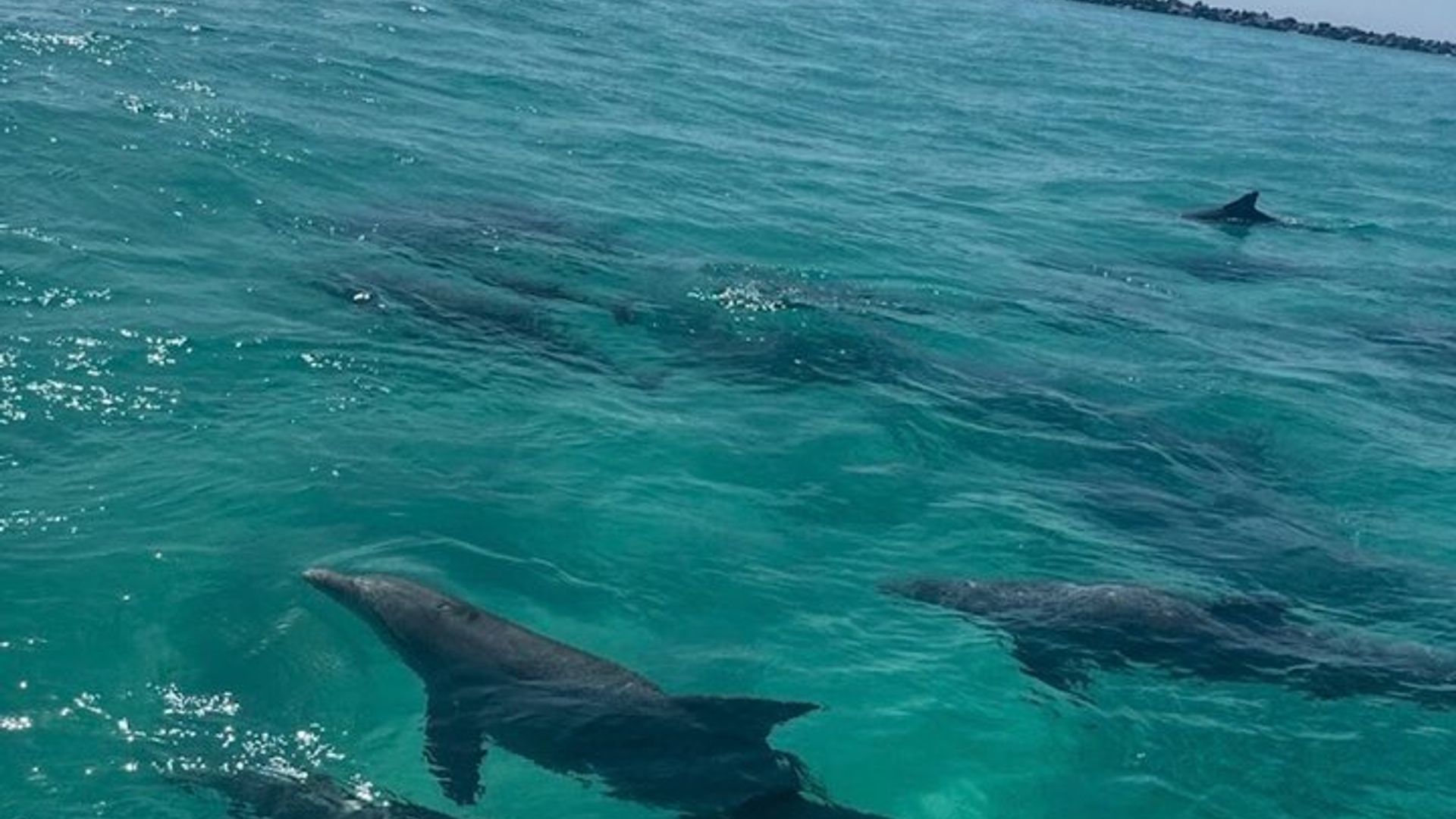 Destin Hydrojet-Kreuzfahrt zur Delfinbeobachtung