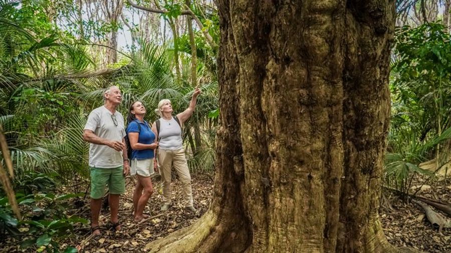 Waiheke Island Beaches and Bush Small-Group Guided Day Hike