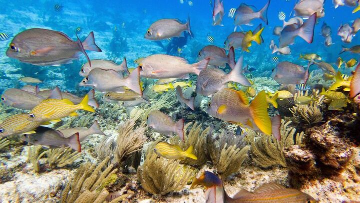 Isla Mujeres SCUBA Certification Course with Equipment