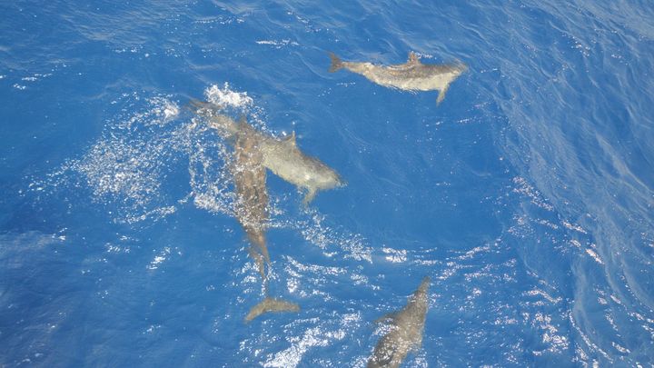 Port Ghalib Snorkeling Cruise from Marsa Alam with Lunch and Drinks