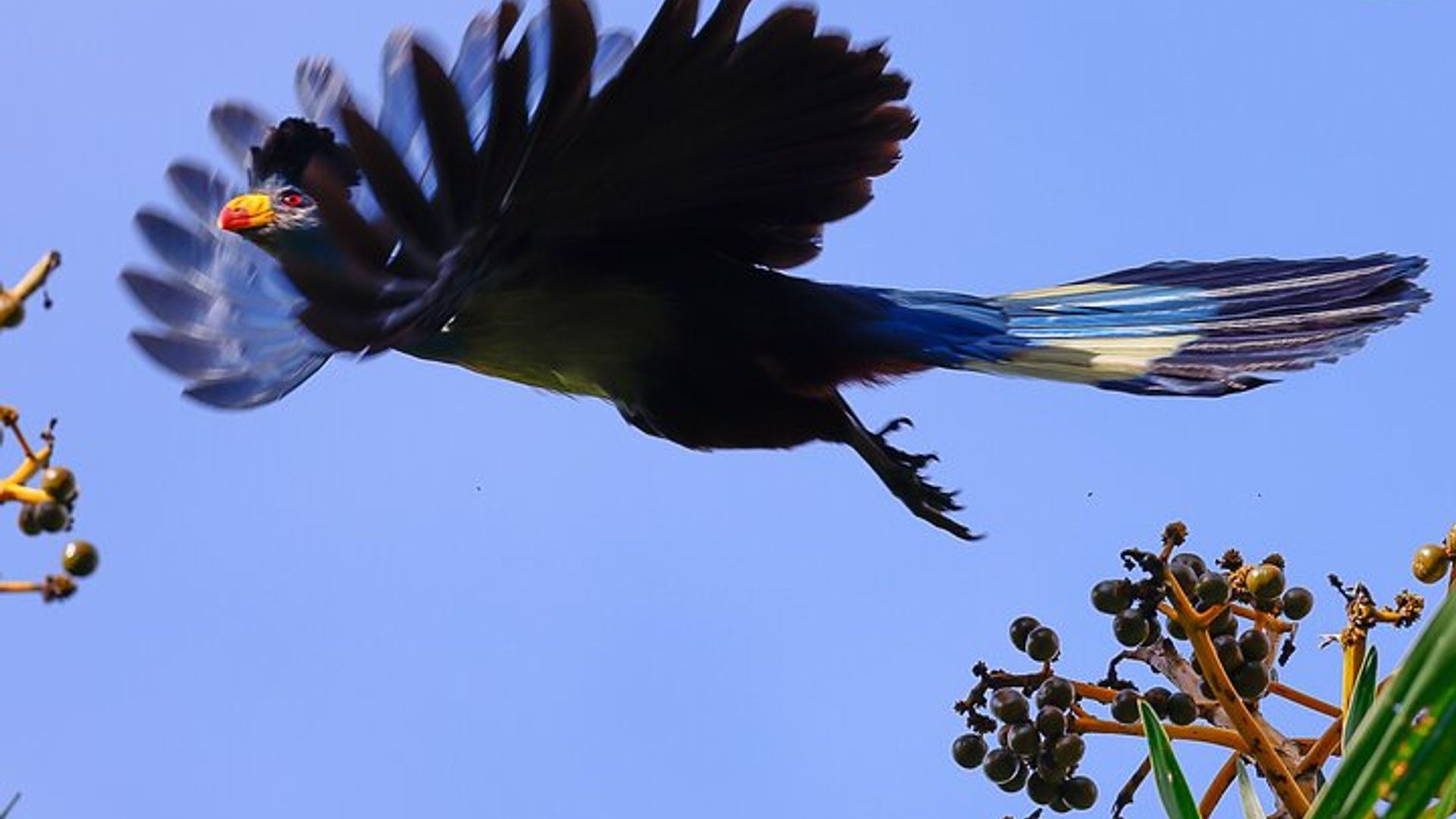 One Day Birding Mabamba Swamp