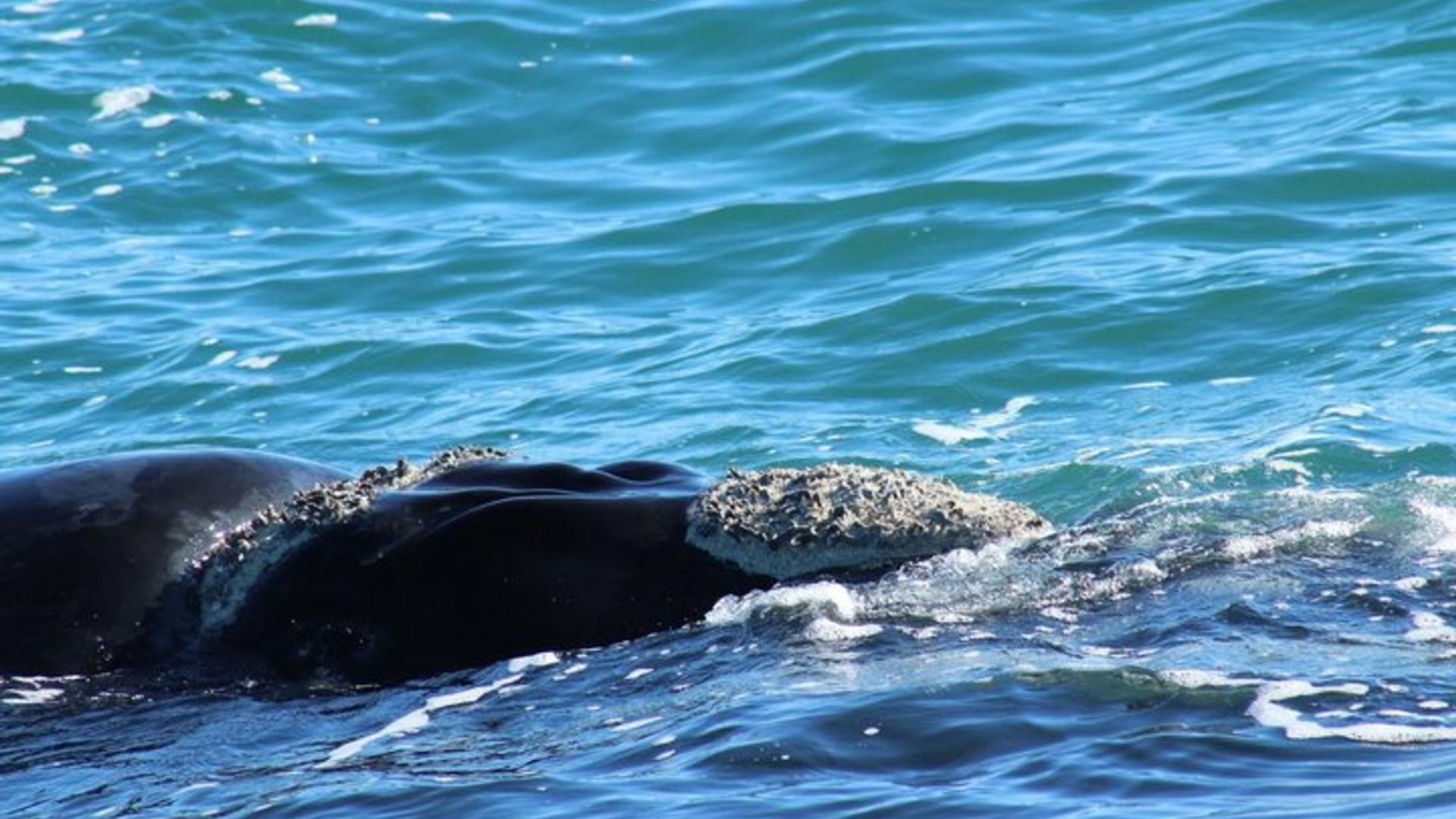 Mossel Bay Whale Watching Tours