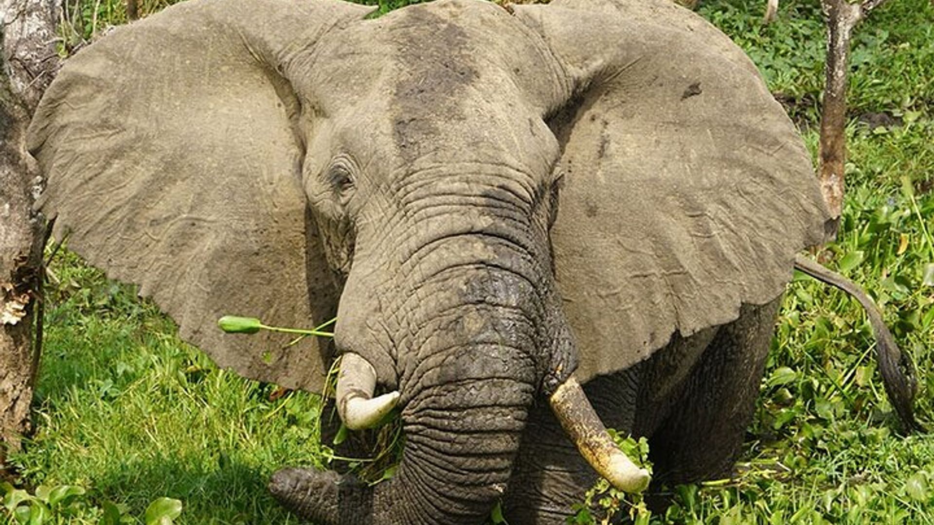 7-Day Uganda Gorillas and Chimpanzee Tracking Safari