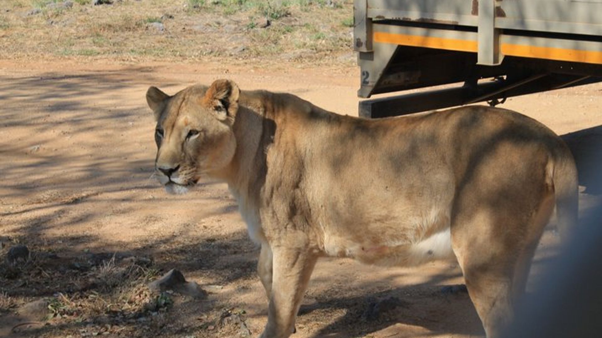 Igice cya kabiri cyintare Park Safari kuva Johannesburg