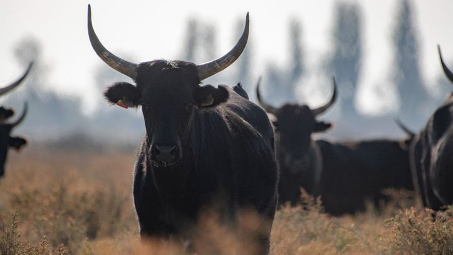 4x4 excursion in the Camargue Regional National Park