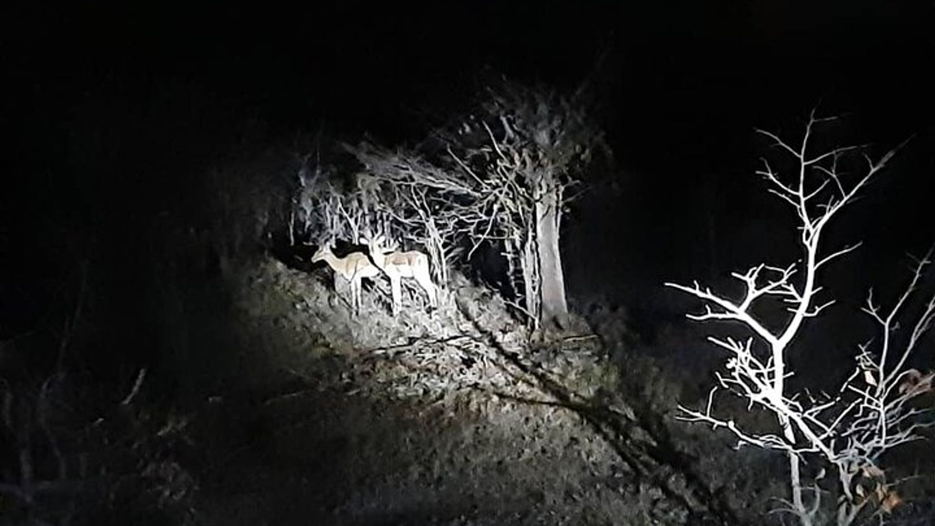 Bush byijoro 4x4 Drive hamwe nuyobora Stargazing Inararibonye * F-D-ES