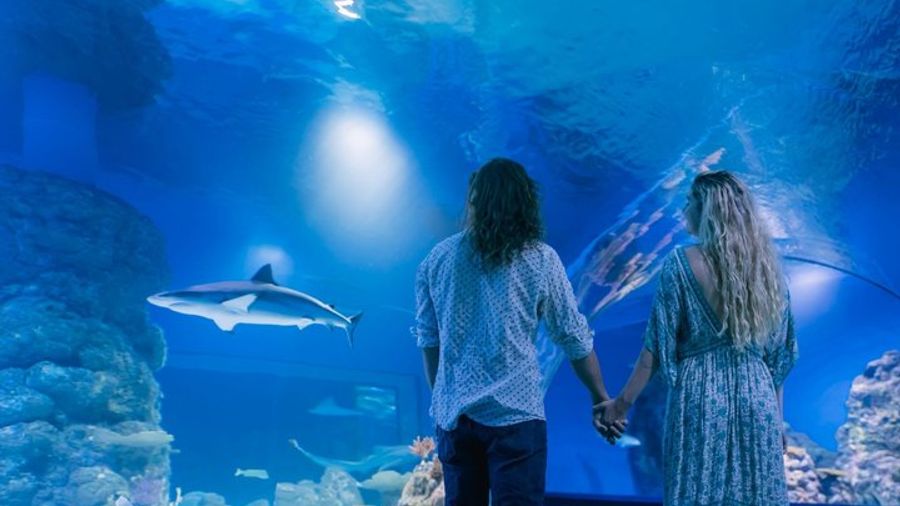 Cairns Nighttime Aquarium Tour with Ecologist Guide