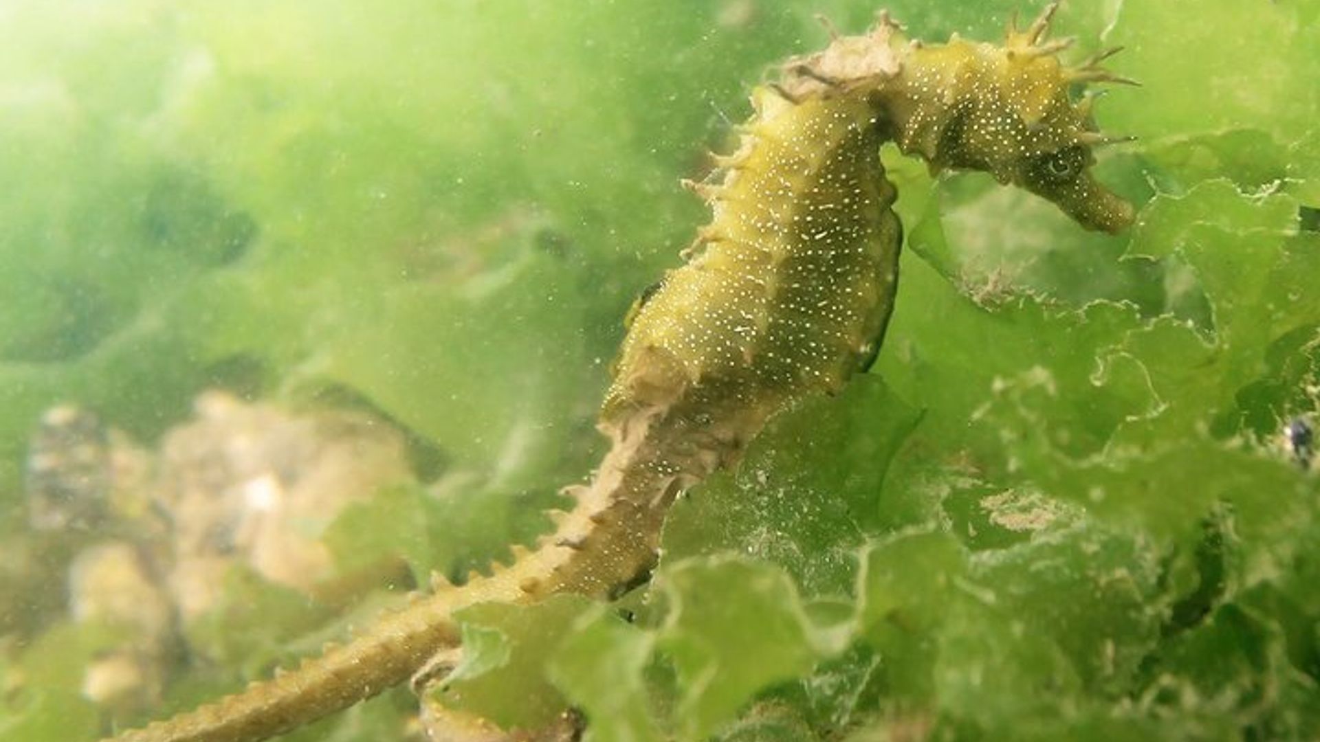 Observación de caballitos de mar