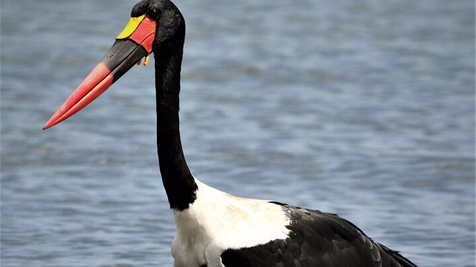 7 Days Uganda Primates and Wildlife Private Safari