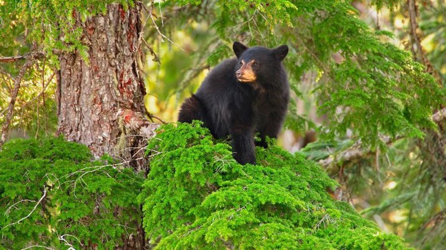 Whistler Afternoon Evening With The Bears Land Rover Scenic Tour