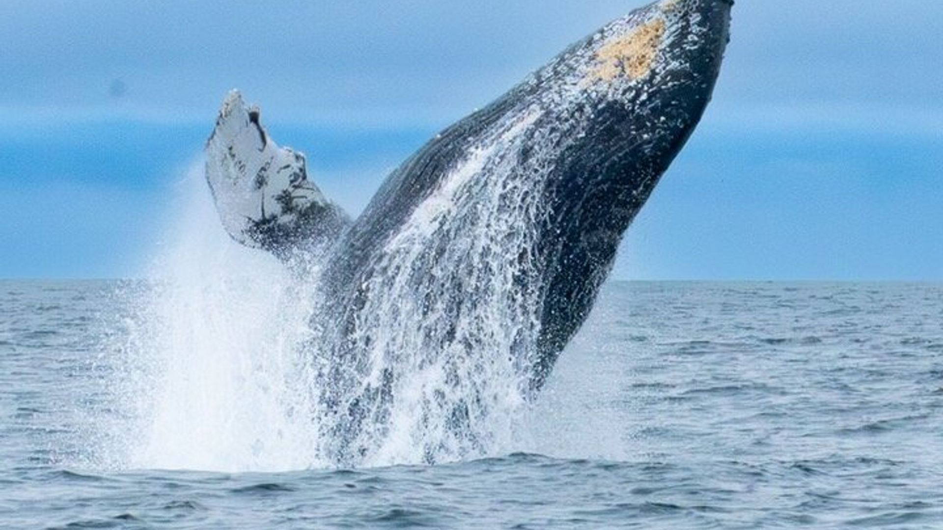 Avistamiento de ballenas en la Bahía de Monterey semiprivado limitado a 6 personas máximo