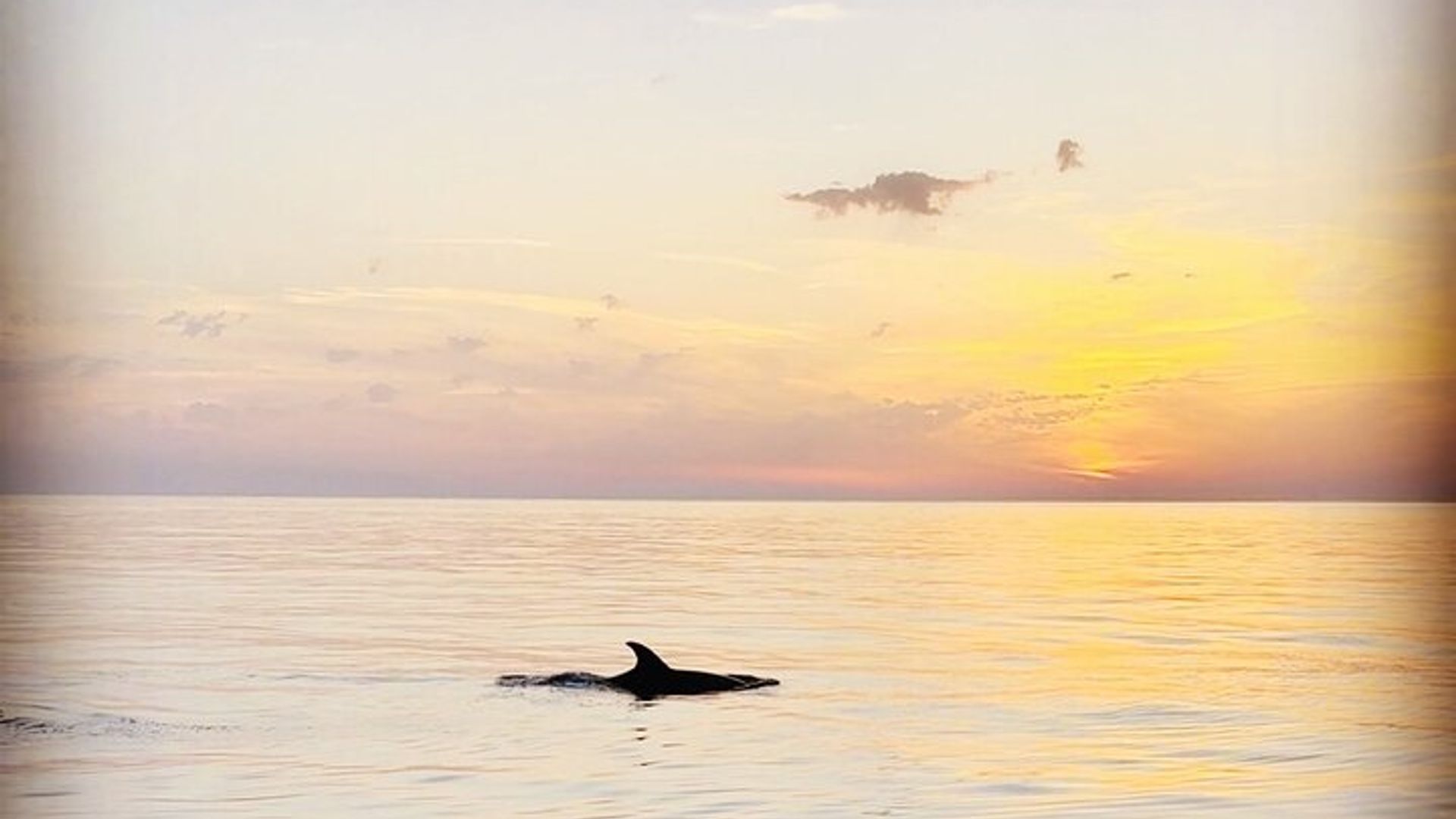 Sanguinaires & Mezzu Mare : Nature, Saveurs et Coucher de Soleil