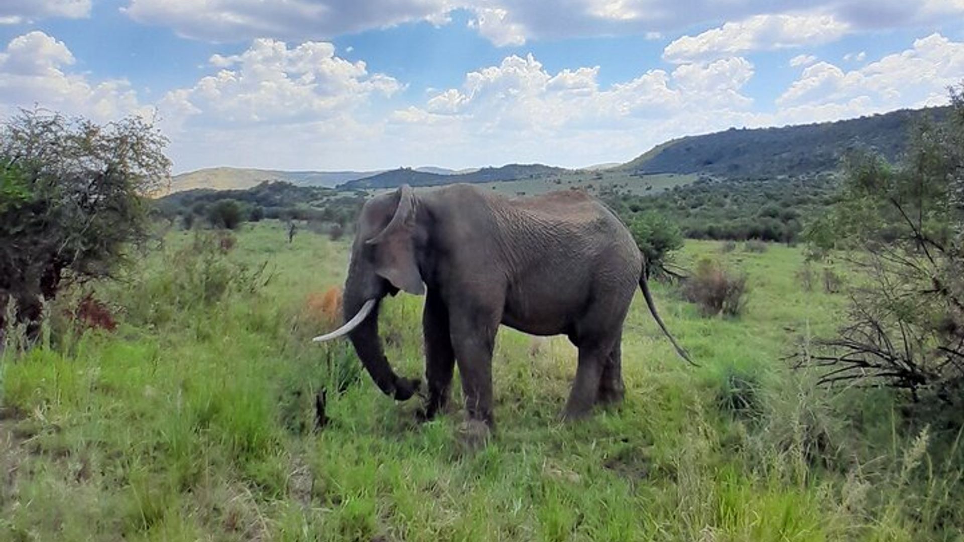 Umunsi Wuzuye Private Pilanesberg Big Adventure kuri 5 pax cyangwa irenga