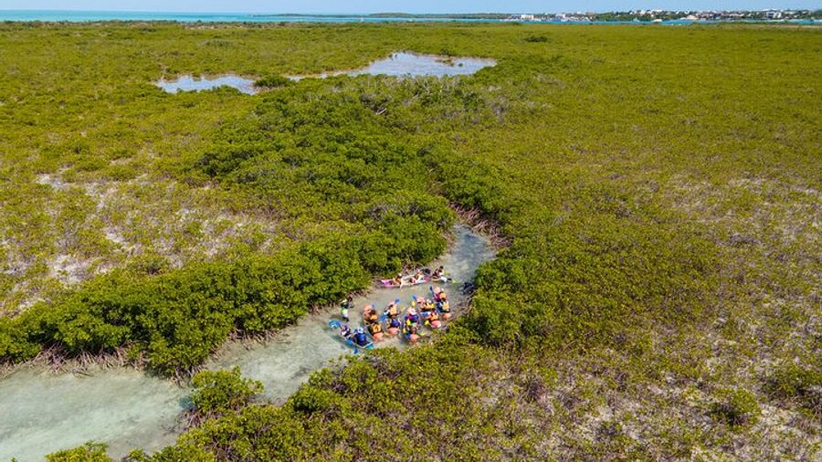 2 Hours Clear Kayaking Activity on Mangrove Cay