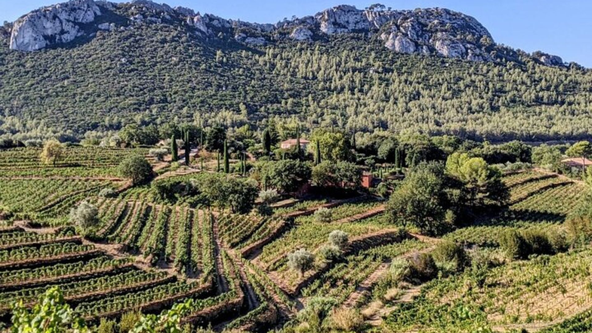 Private Führung durch den Weinberg und Verkostung von Bandol-Weinen