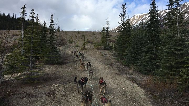 Sled Dog Adventure and Pan for Gold in the Yukon