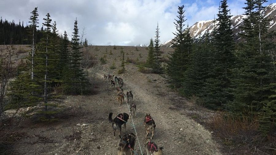 Sled Dog Adventure and Pan for Gold in the Yukon