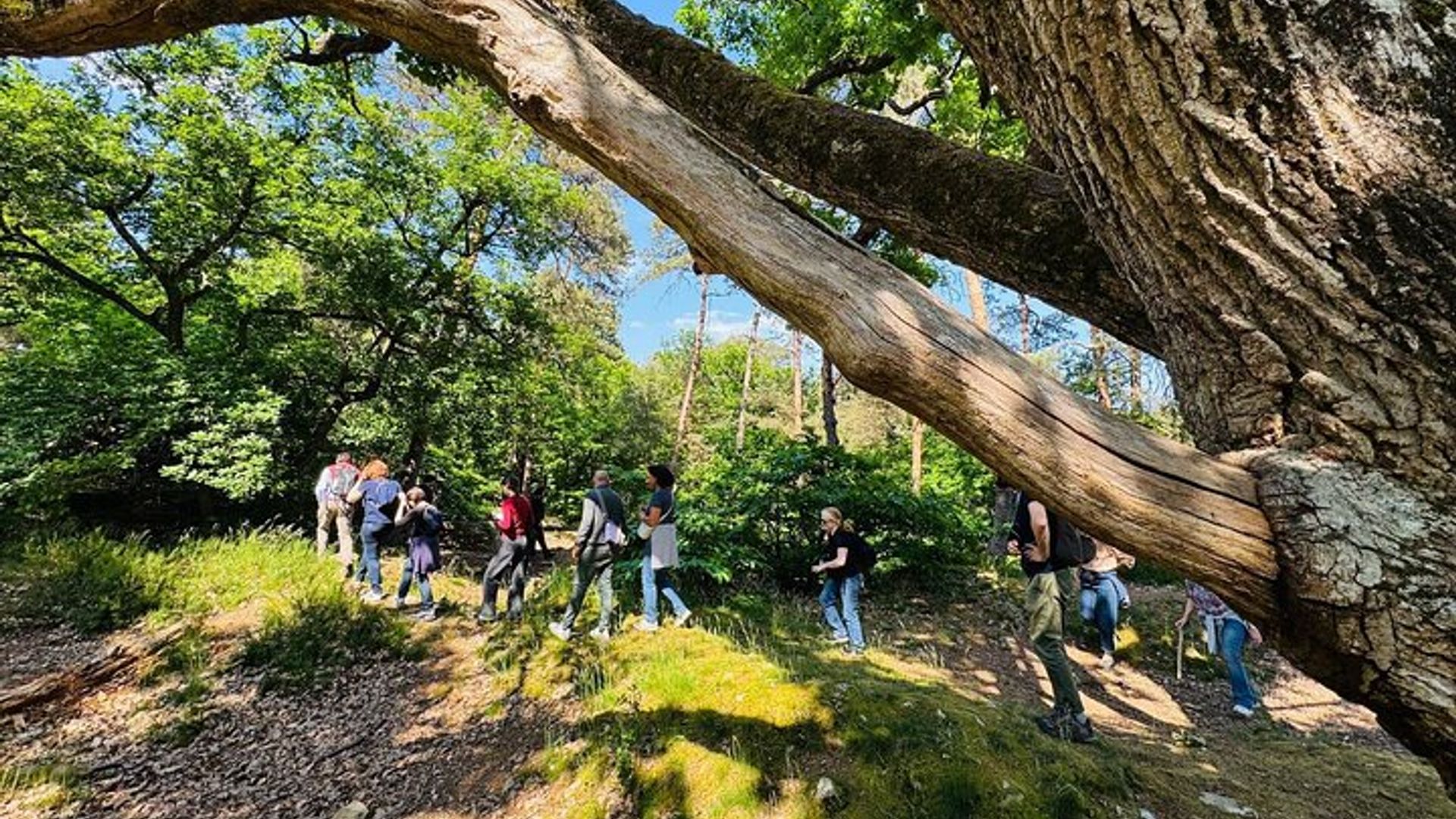 Les mystères de la Forêt de Fontainebleau visite immersive