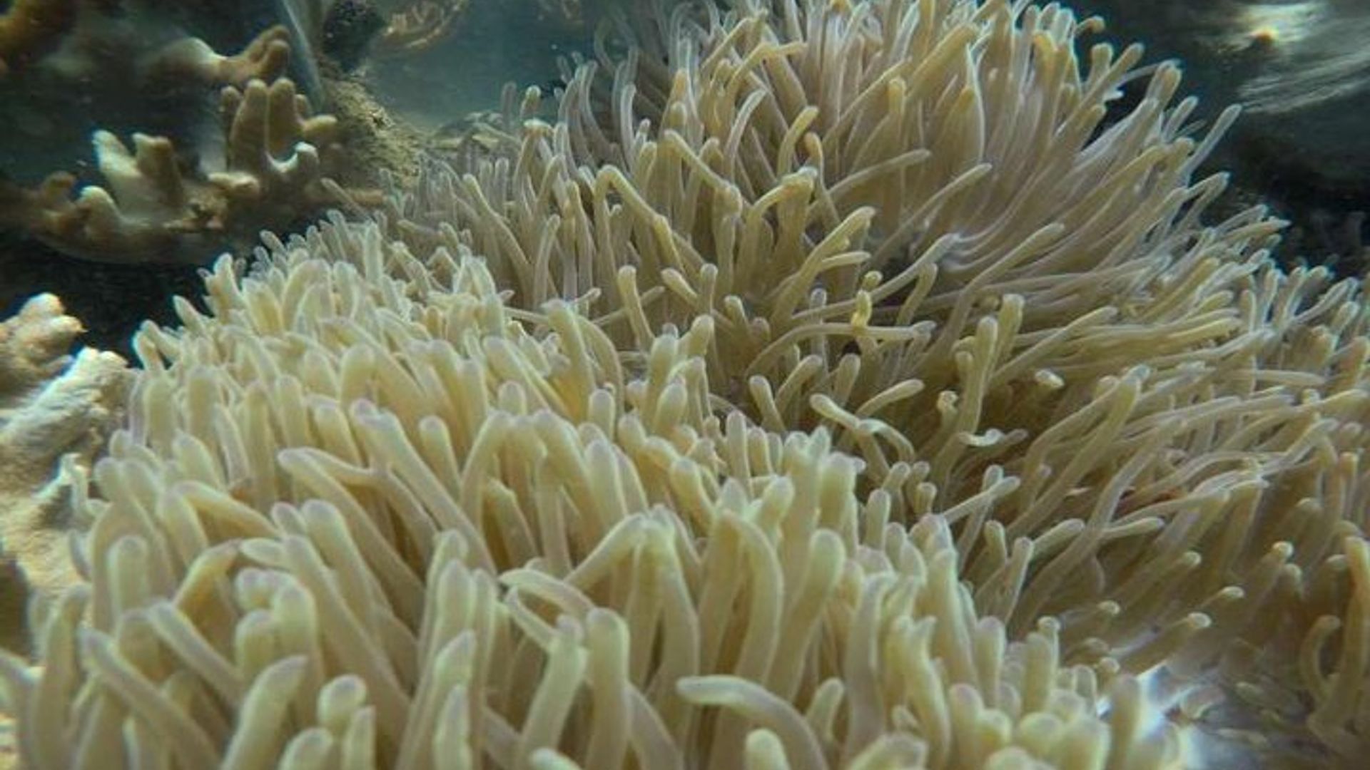 Cham Islands Snorkeling Tour by Wooden Boat from Hoi An