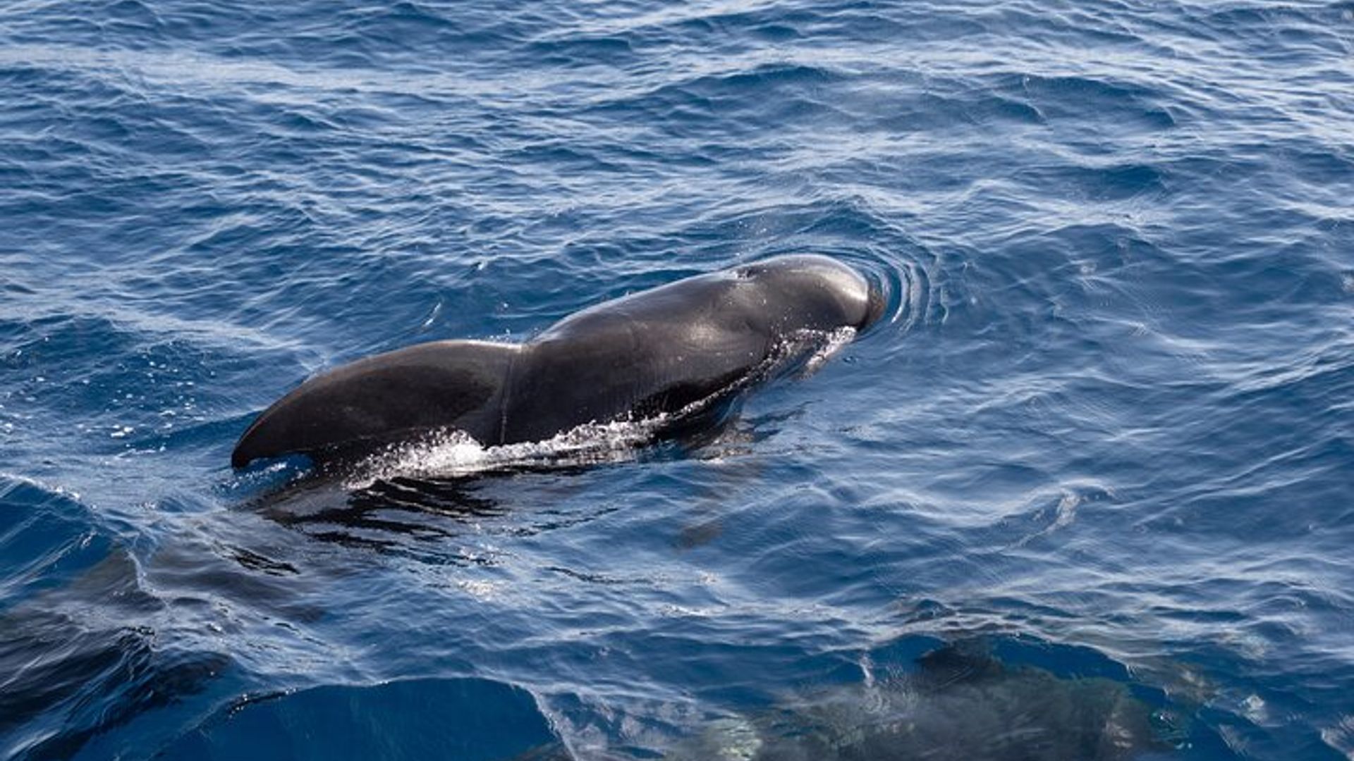 Excursion en catamaran en petit groupe à Santa Maria