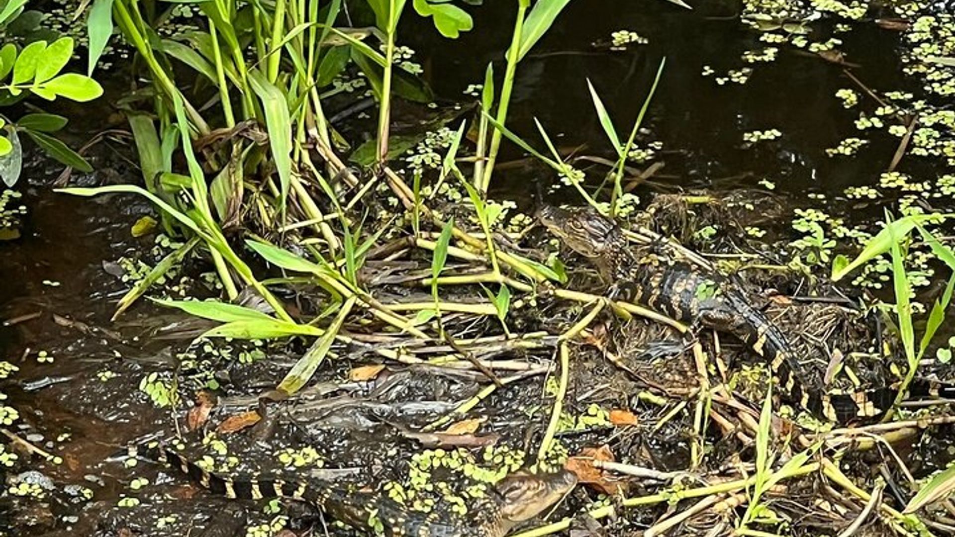 1 Hour Sunset Airboat Tour