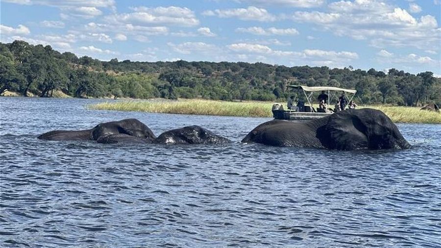 The Chobe Safari Day trip from Livingstone