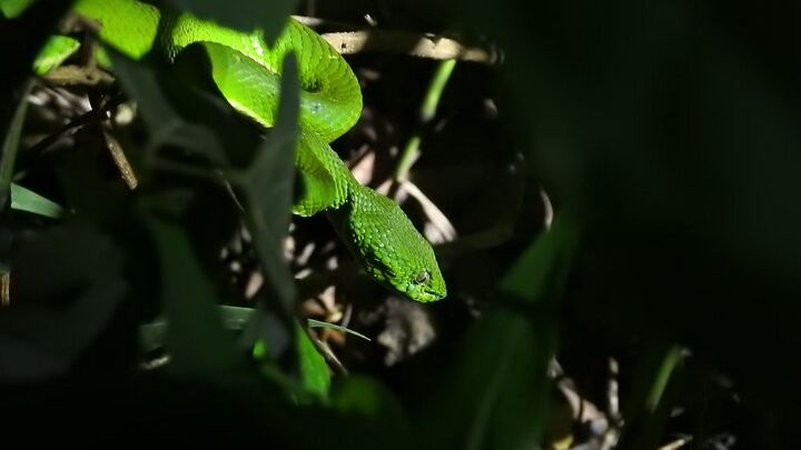 Monteverde Wildlife Night Hike by Flashlight