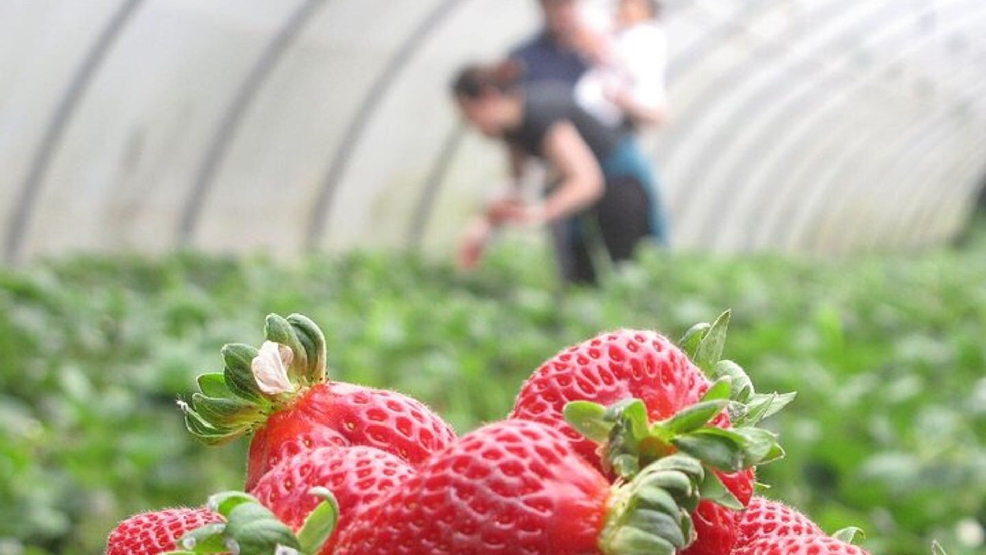 Traditional Cooking Class, Farm Tour & Lunch in the Douro Valley