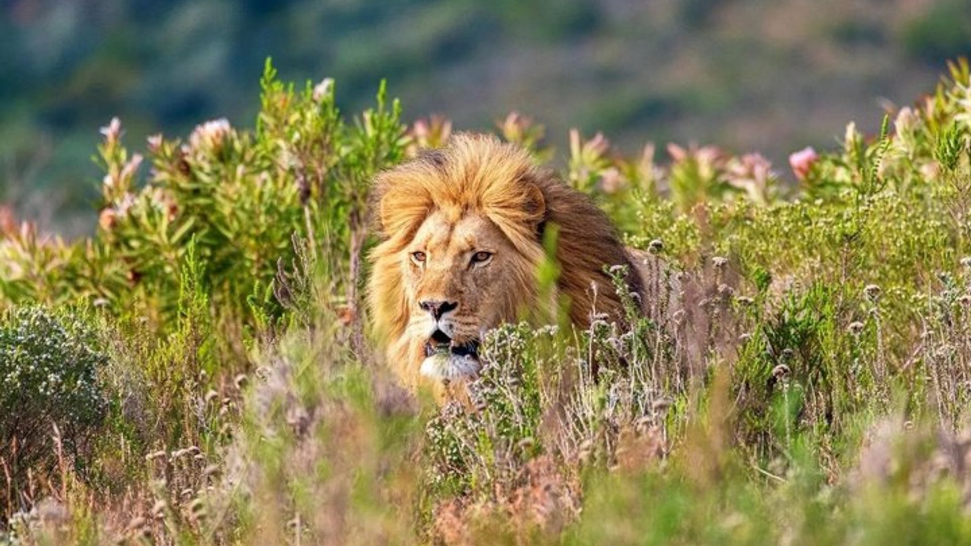 Experiencia de Safari de Vida Silvestre en Mossel Bay