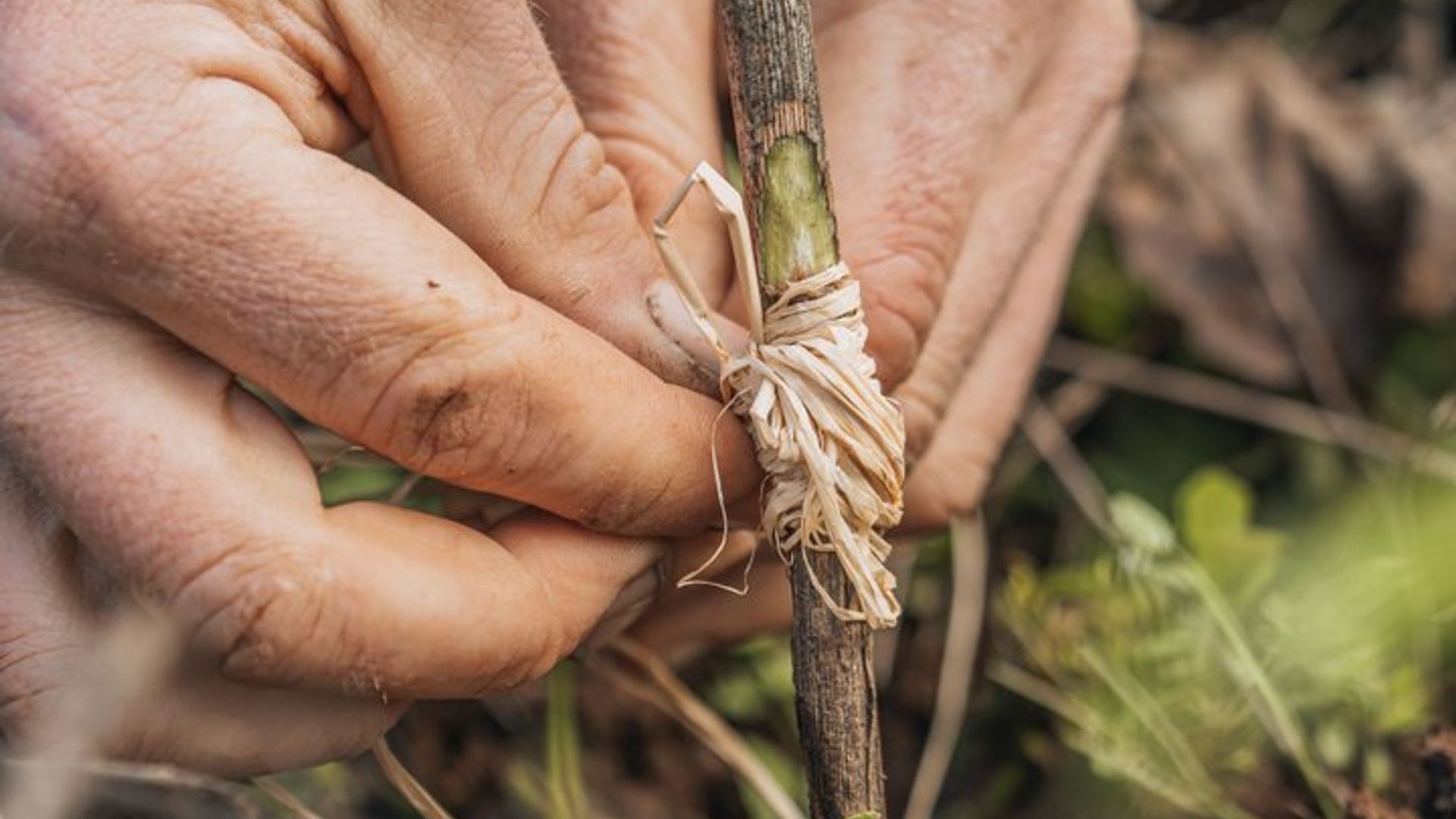 Beschneidungs- und Pfropfworkshop von Quinta de Recião