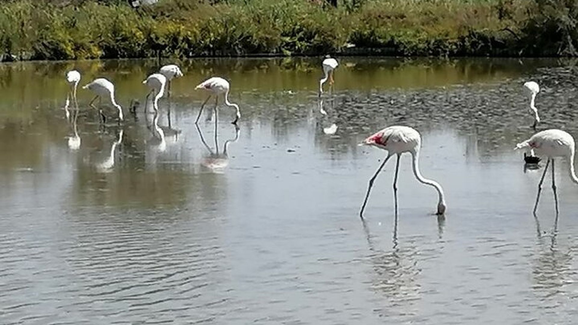 Excursión de un día a la Camarga: flamencos, vino y Aigues-Mortes