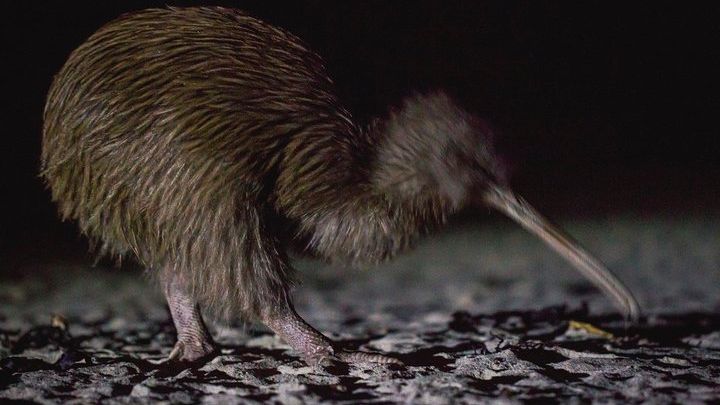 Evening Kiwi Encounter on Stewart Island With Culture Upgrade