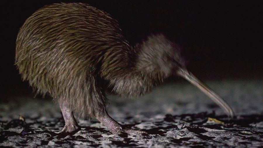 Evening Kiwi Encounter on Stewart Island With Culture Upgrade