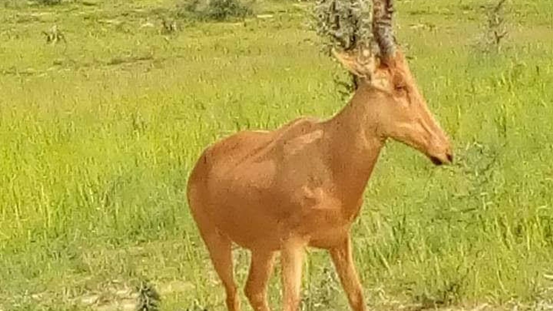 Three Days Murchison Falls National Park Tour in Uganda