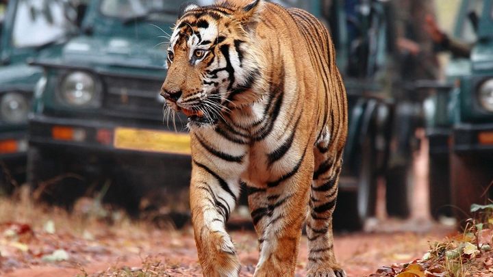 8-Days Golden triangle with Ranthambore & Pushkar from Delhi