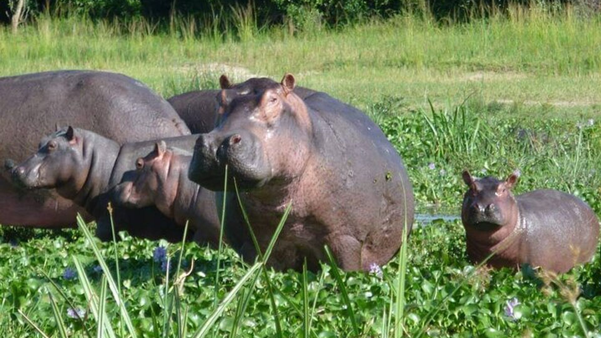 ทัวร์ส่วนตัวชมสัตว์ป่าซาฟารียูกันดา 10 วันจากเอนเทบเบ