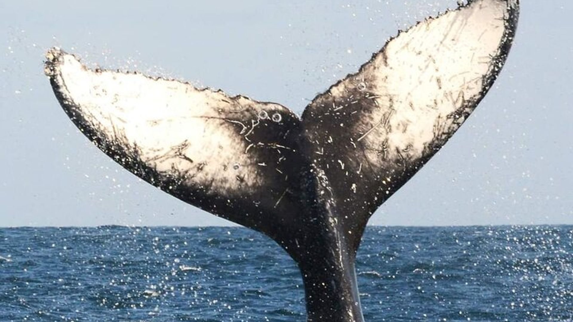 Observation des baleines à Hermanus