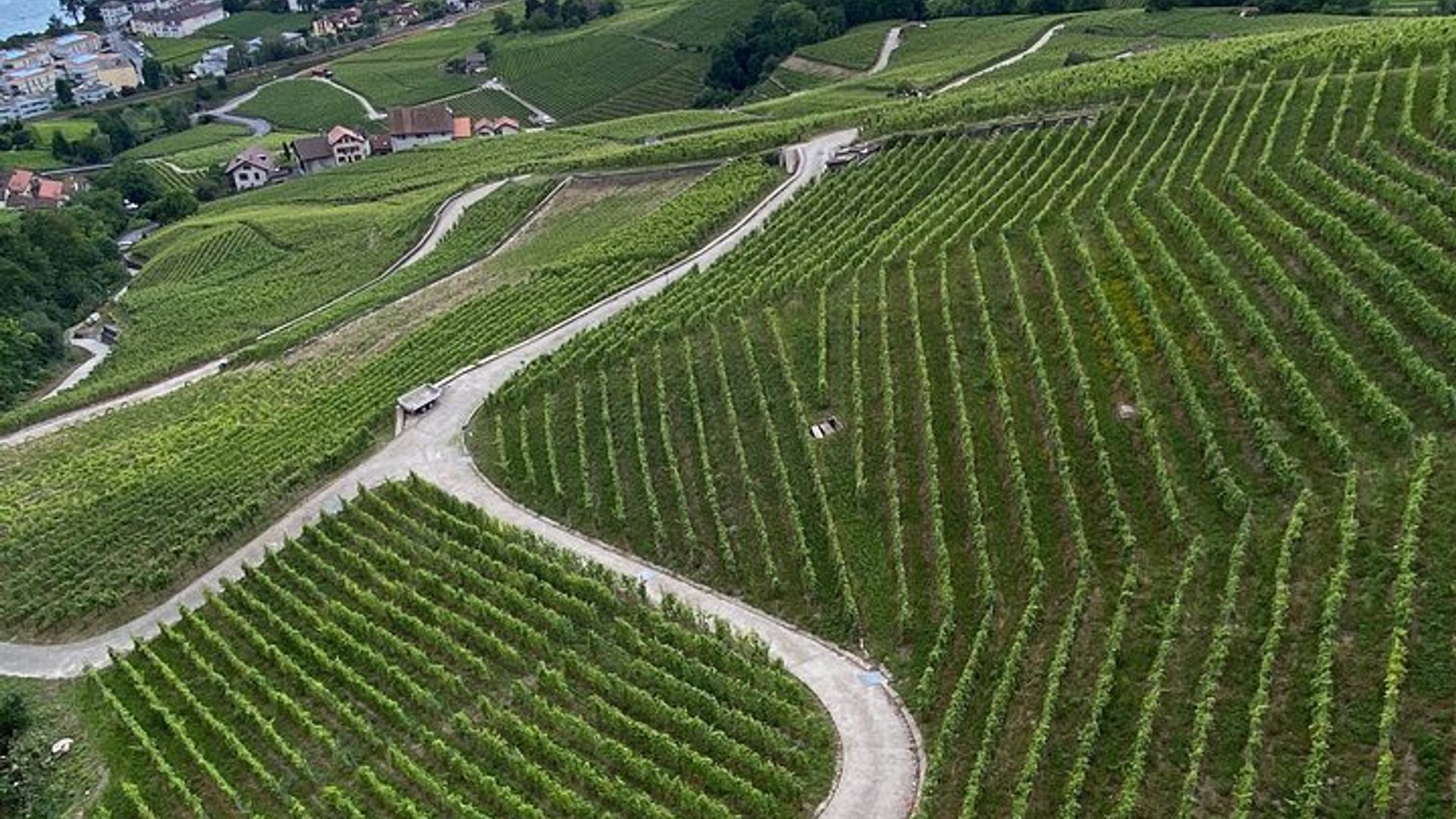 Histoires de vigne : Balade œnologique Lavaux & Lutry