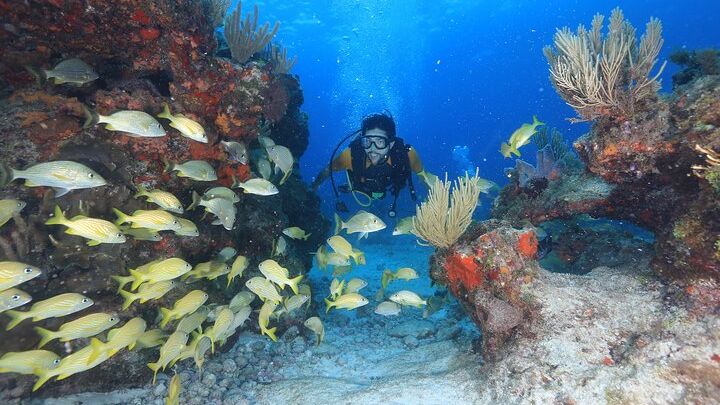 Cancun: Beginner Scuba Diving With Small Group