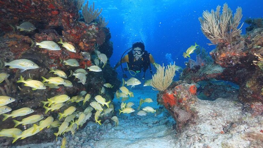 Cancun: Beginner Scuba Diving With Full Gear Included