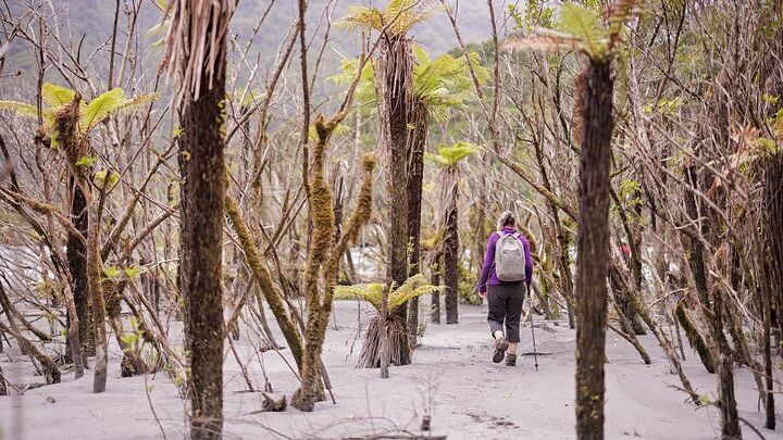 Short Franz Josef Nature Tour